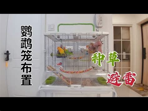 鸚鵡籠佈置